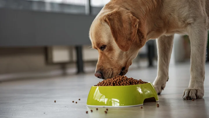 Blue Buffalo || ROYAL CANIN || Wellness Sales 42 Blue Buffalo || ROYAL CANIN || Wellness Sales -Blue Buffalo || ROYAL CANIN || Wellness Sales dog eating out of bowl